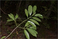 Garcinia cowa